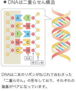 DNAは二重らせん構造