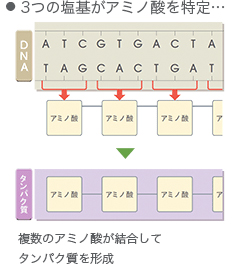 3つの塩基がアミノ酸を特定…